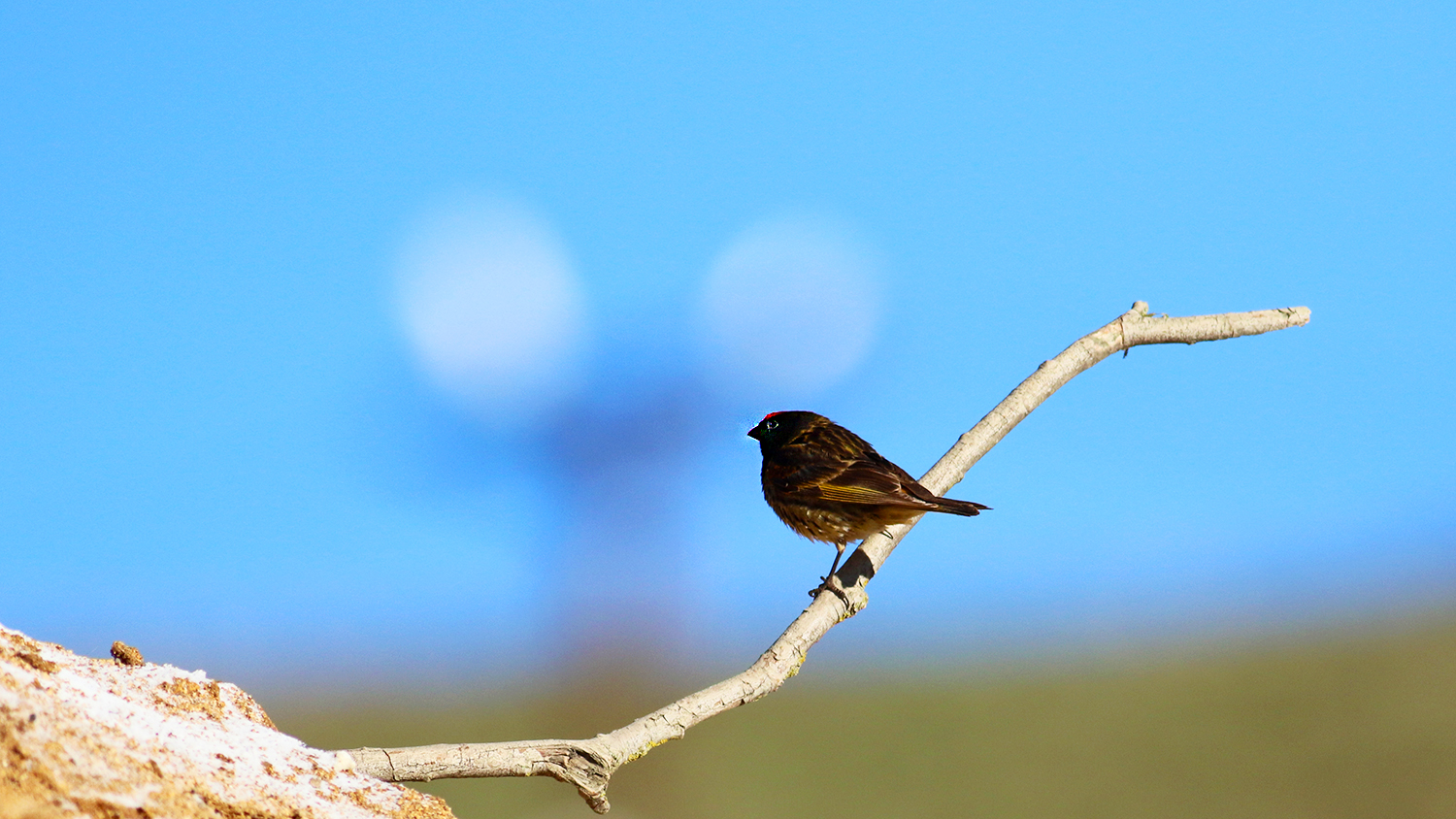 Fire-fronted Serin